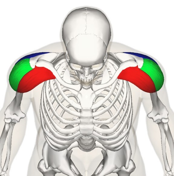 Shoulder exercises for the elderly - Elder Strength