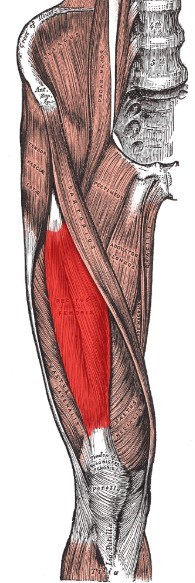 quadriceps-are-usually-weak-in-old-people | Elder Strength