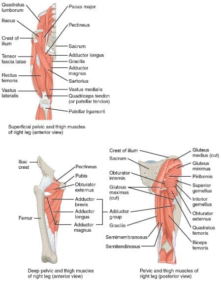 anatomy of the hip | Elder Strength