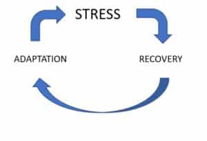 Stress recovery adaptation cycle